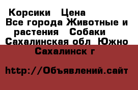 Корсики › Цена ­ 15 000 - Все города Животные и растения » Собаки   . Сахалинская обл.,Южно-Сахалинск г.